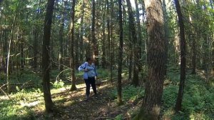 Грибы 20 09 2018 Подмосковье, Дмитровка