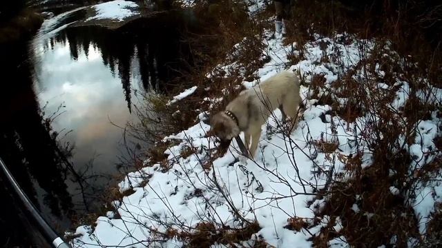 Ловля хариуса на малой реке поздней осенью  Разведка новых мест