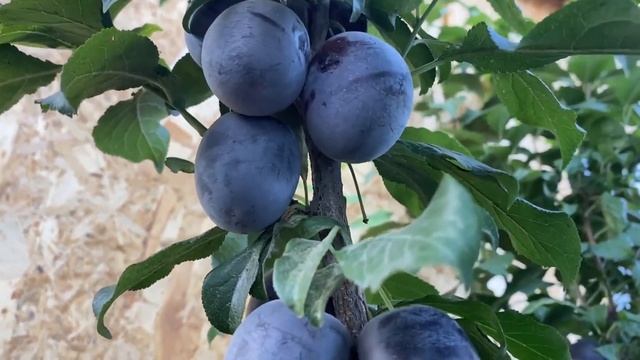 Колоновидная слива. Богатый урожай плодов сливы смотреть онлайн