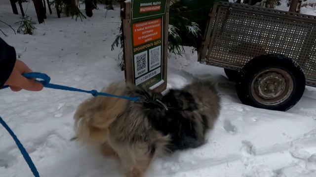 В гостях у ХАСКИ. "Белый ветер" на Пасторском озере.