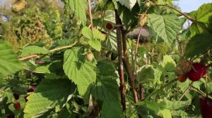 Малина Похвалинка