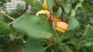 Как Вырастить Дерево Абрикос из Косточек | Apricot from Seed