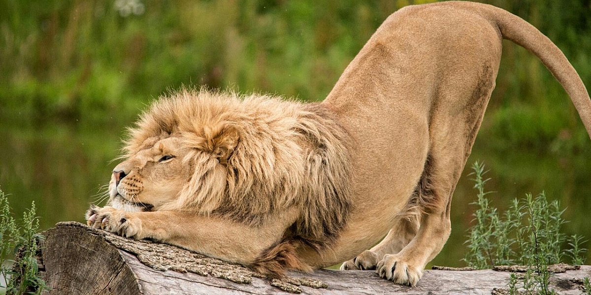 ЛЕВ: Ленивый "Царь зверей" или защитник семьи и добытчик? Интересные факты про львов и кошек