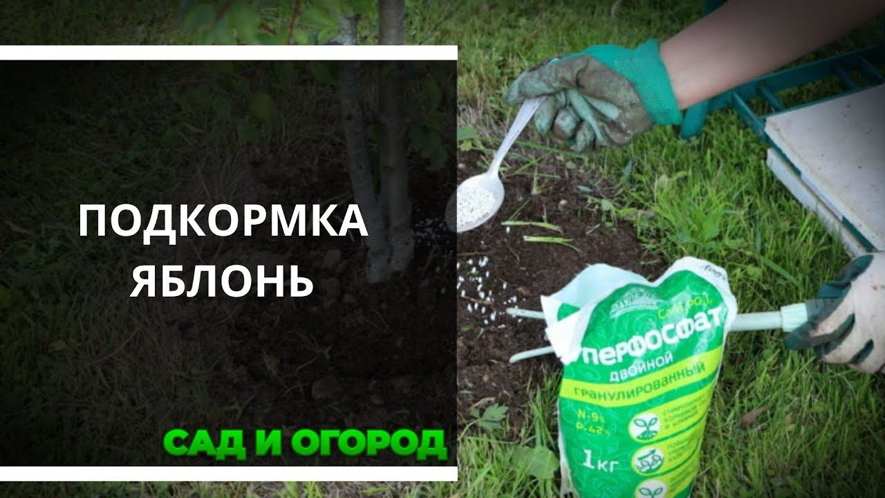 Подкормка яблонь: какие удобрения лучше внести, чтобы получить хороший урожай в следующем го