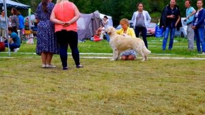 Хендлинг золотистого ретривера(13 национальная выставка золотистых ретриверов )