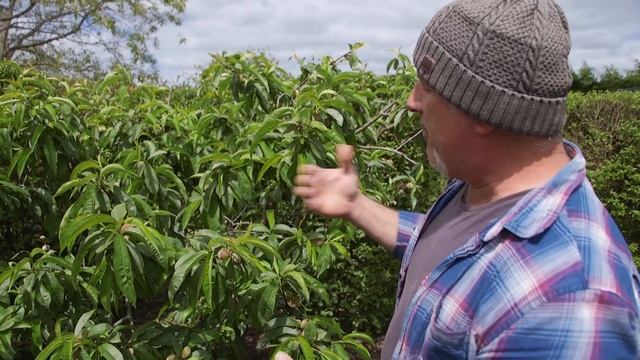 Update Off The Leaf Curl On My Nectarine Tree смотреть онлайн