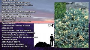 'Floreant' - "Флореант". Juniperus squamata. Можжевельник чешуйчатый. Scaly juniper.