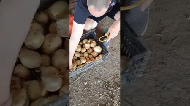 Свежий Лук смотреть онлайн