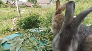 ЧЕМ КОРМИТЬ КРОЛИКОВ для быстрого НАБОРА ВЕСА.КАК УВЕЛИЧИТЬ ВЕС кролика.БРОЛЕРНЫЙ ОТКОРМ КРОЛИКОВ.