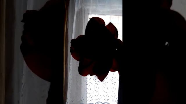 Гиппеаструм, МАГНУМ. С ароматом. смотреть онлайн