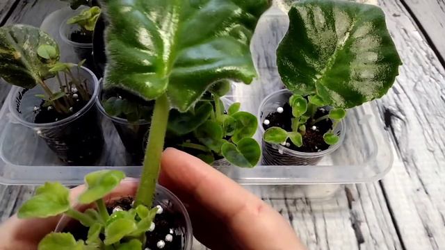 Скоро будем отсаживать деток от листоврезультаты укоренения листьев от 4.11