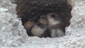 Птенчики ласточек сидят в гнездах, такие милахи!