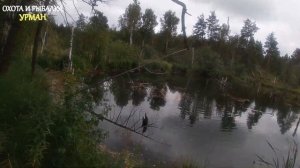 ОТКРЫТИЕ ОХОТЫ. ОХОТА С РУССКИМ СПАНИЕЛЕМ НА УТКУ.