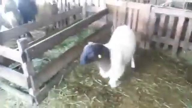 Товарные двухпородники. смотреть онлайн