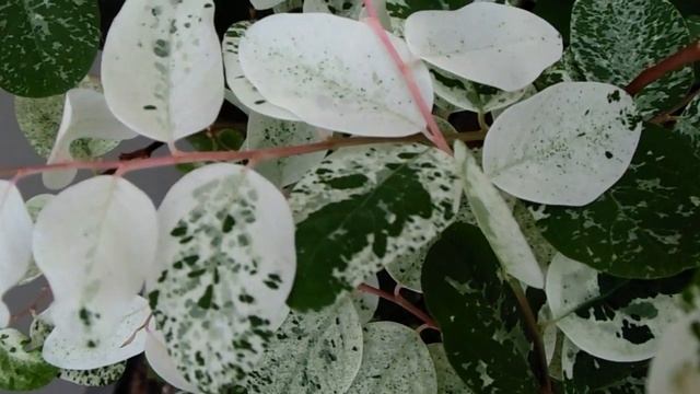 Breynia Nivosa or Hawaiian Snowbush смотреть онлайн