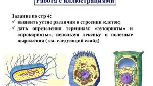Биология. Урок №1 Клетка- основная структурная единица организма