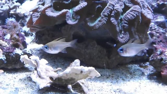 Аквариумная рыбка из Индонезии, Апогон синеглазый нитеперый, Zoramia leptacanthus, океанариум спб смотреть онлайн