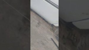 схождение на Nissan Presage