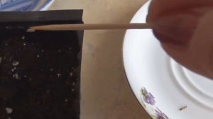 ВЕРБЕНА--ПОСЕВ СЕМЯН