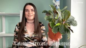 Всё об уходе за калатеей!