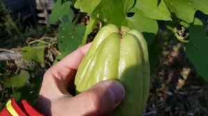 Чайоты - зеленая экзотика Сочи | Субтропические овощи