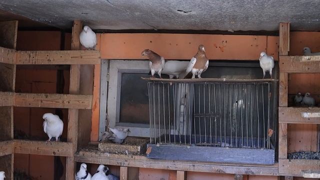 В ГОСТЯХ У СААКА 100 ГОЛУБЕЙ В НЕБЕ смотреть онлайн