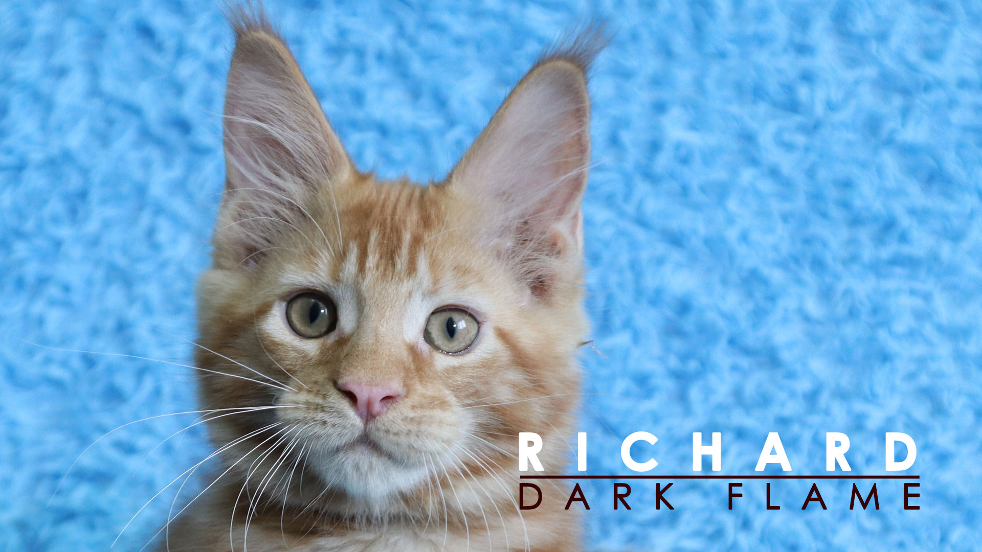 Richard Dark Flame