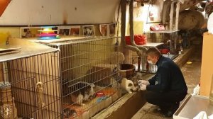 Премьера: Пушистые стражи Эрмитажа. В гостях у эрмитажных котов