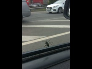 танцует
