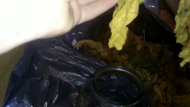 подготовка к ферментации махорки и табака. жилкование. смотреть онлайн