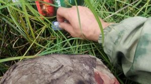 в тайгу на избу