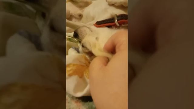 Балдеет король.
Три дня ни ел, ни играл.
У него как у котов, Весна.
Сегодня наконец то сытый