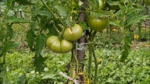 Томат СЕРДЦЕ БУФФАЛО ? от фирмы Солнечный Март.