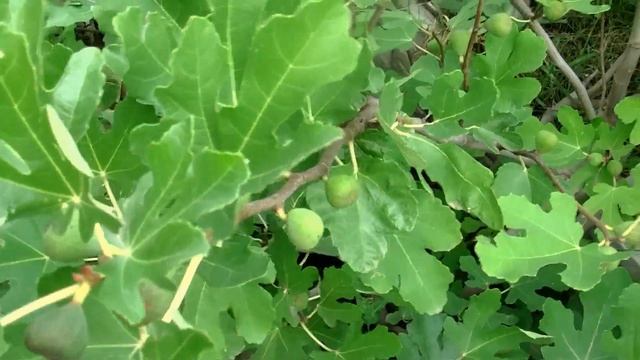 Перегруз на взрослом кусте инжира. смотреть онлайн