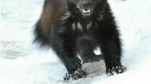 виртуальная экскурсия к животным Севера старшая группа