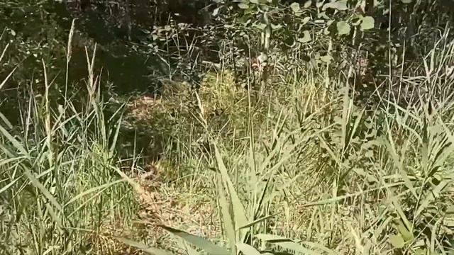 Дровасарай и поросята