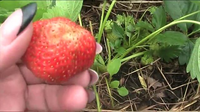 Земляника садовая крупноплодная Эвис-делайт. Июнь 2017 г//Секреты хороших урожаев. смотреть онлайн