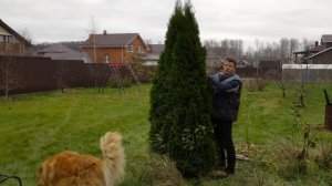 Как подготовить хвойные растения к зиме на примере туй смарагд, уход за туями в средней полосе Росс