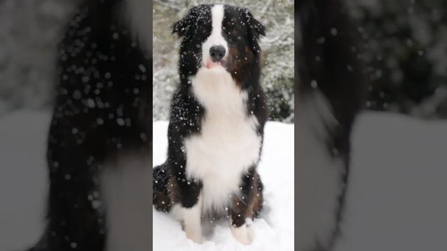 Australian shepherd black tri