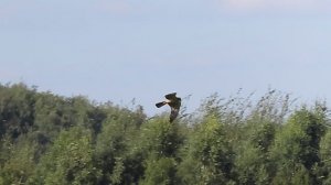 Лунь луговой самка 1 150824