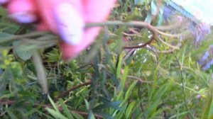 Бересклет Коопмана и что я обнаружила рядом.....