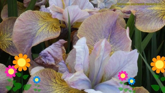 Ирис сибирский Анбаттонед Зипперс. Краткий обзор, описание iris sibirica Unbuttoned Zippers смотреть онлайн