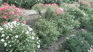 Астра многолетняя