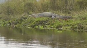 Nepal - Jungle Safari in Chitwan National Park