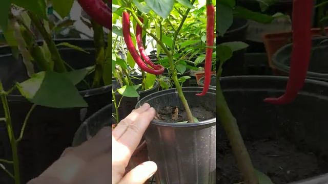 Острый перец Кайенский Длинный Джо, Joe`s Long Cayenne