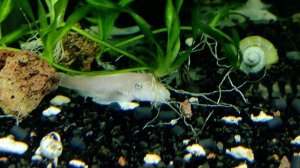 Анциструс белый (снежок) / L-144 Snow White