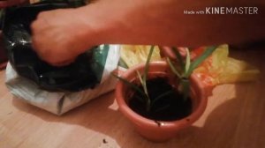 КАК ПРАВИЛЬНО ПЕРЕСАДИТЬ АЛОЭ! ALOE REPOT 2019
