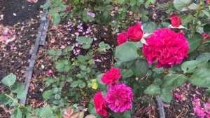 🌹 David Austin's Prospero Rose / AUSpero