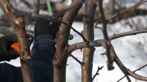 Санитарная обрезка яблони .