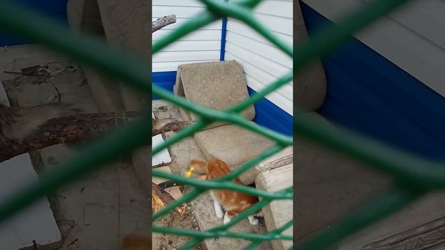 Вольер для наших мейн-кунов смотреть онлайн